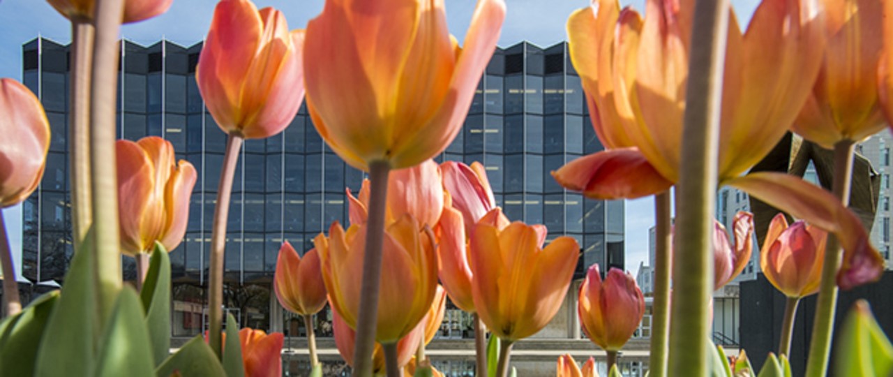 Orange tulips with law school in background