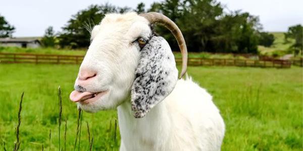 Goat