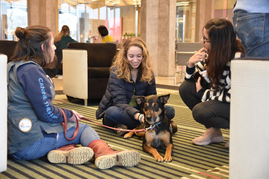 Several students pet therapy dogs on the floor of the Green Lounge.