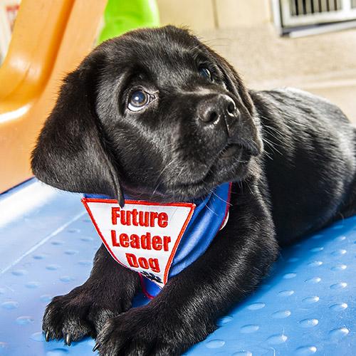 a black lab puppy is lying down and looking up with puppy eyes at the right of the screen. The puppy is wearing a bandana with the words “Future Leader Dog”