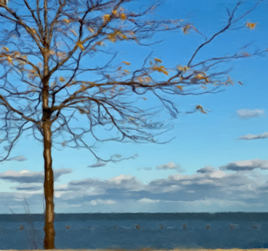 tree on shore of Lake Michigan