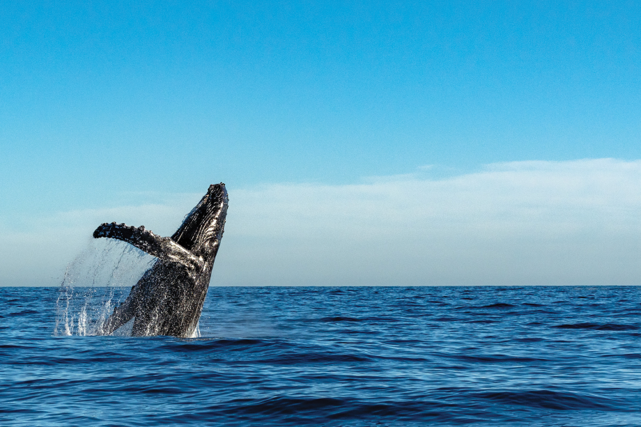 Whale jumping out the blue water.