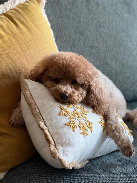 Therapy Dog Lola