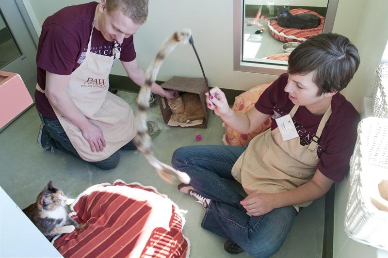 Other students volunteered by socializing with the animals at PAWS Chicago. Other students volunteered by socializing with the animals at PAWS Chicago.