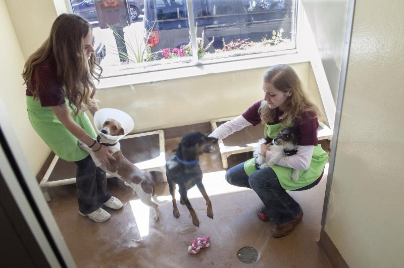 Playing with grateful dogs was one of the more fun service activities. Playing with grateful dogs was one of the more fun service activities.