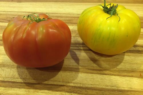 photo of a red tomato and a yellow tomato