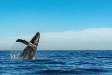 Whale jumping out the blue water.